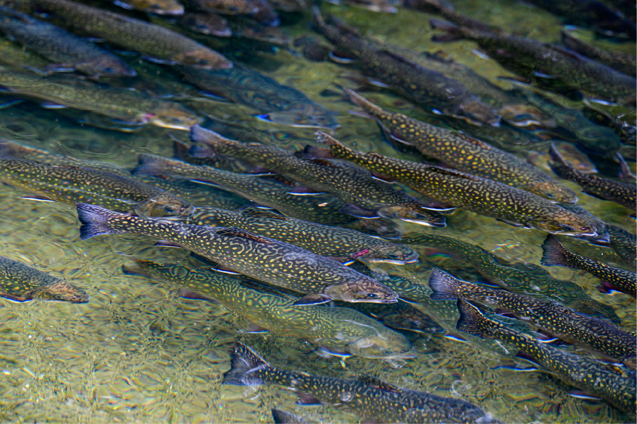 pisciculture2