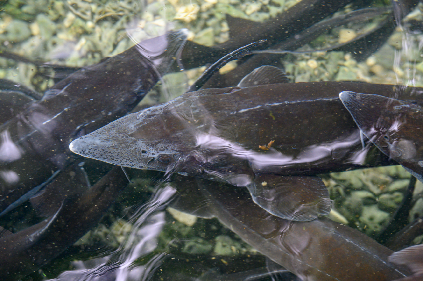 pisciculture3